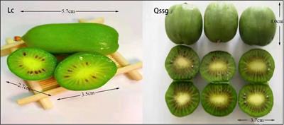 Metabolomic and transcriptomic exploration of the uric acid-reducing flavonoids biosynthetic pathways in the fruit of Actinidia arguta Sieb. Zucc.